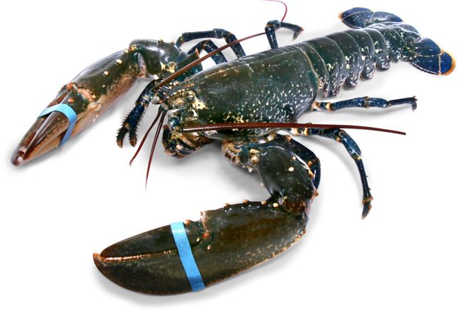 Competitive Price Live Lobster / Lobster Tails From Thailand Wholesale in Bulk for Export - Image 1