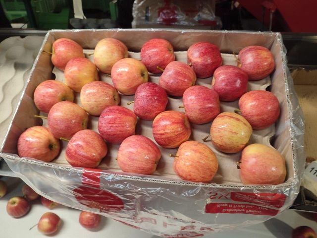 FRESH APPLES FOR EXPORT — GALA (Main Variety) | Middle East & India Ready - Image 3