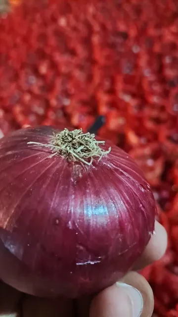 Fresh Indian Onions Nasik - Image 3