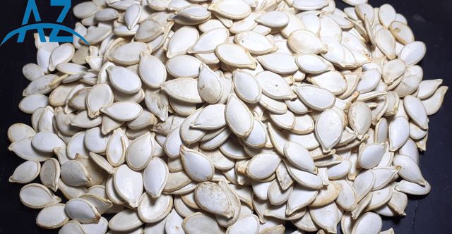 Pumpkin Seed Grade A Style Dried Size 8cm-11cm Model Number 09 Certification SGS Brand Name aztplc Color Light White Type Pumpkin - Image 3