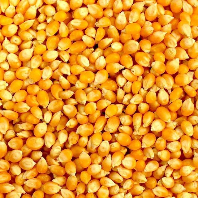 Corn (Maize) frozenchickenexports.com – product photo 4, product detail gallery