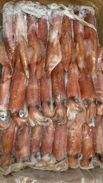 Frozen Calamari Tubes And Tentacles Selected Marine Catch For International Buyers With Reliable Frozen Storage Quality - Image 1