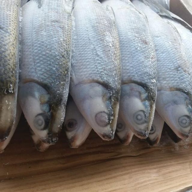 Frozen Milkfish Wholeround Glazing 10% Packaging 10 Kg/ctn Origin North Kalimantan, - Image 1
