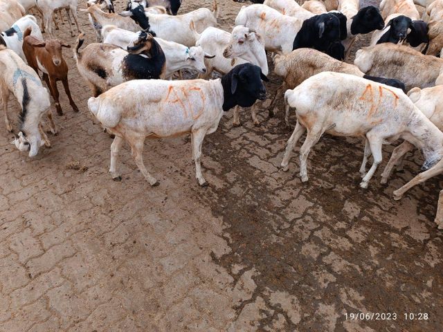 Kenyan Whole Chilled Lamb Carcasses - Image 3