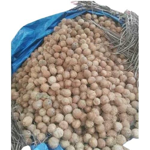 Find similar icon Cheap Price Fresh Mature Semi Husked Coconut From Thailand - Image 3