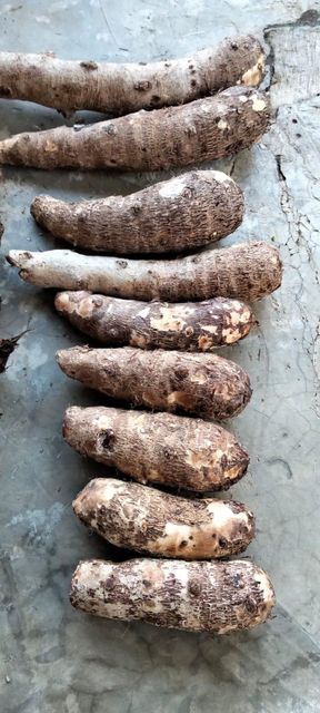 Fresh taro root - Image 3