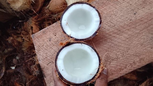 Semi Husked Coconut - Image 3
