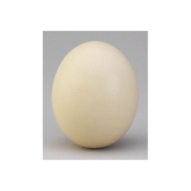 Quality Fresh White and Brown Table Eggs Ostrich Eggs and Other Birds - Image 3