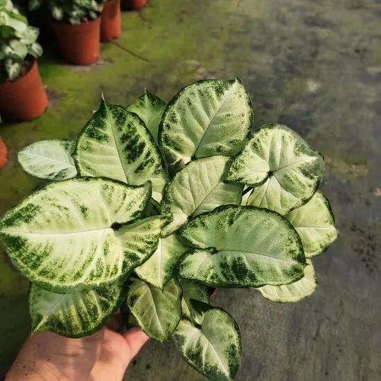 Syngonium Podophyllum Indoor Plants - Image 2
