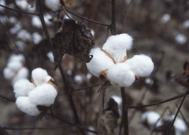 Best Price 100% Organic Cotton Raw Cotton Filling Material Breathable EcoFriendly Bulk Wholesale in Stock Fast Delivery - Image 1