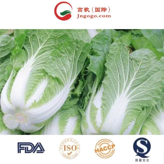 Delicious Frozen Chinese Cabbage Size 1.5kg Kind Fresh Color Green Origin China Trademark GOGO HS Code 0706100001 Storage Method - Image 3