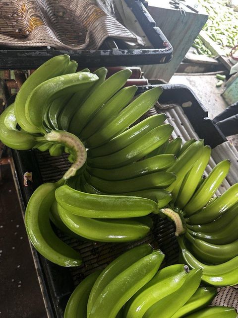 Premium Cavendish Banana Fruit Type Cavendish Banana - Image 1