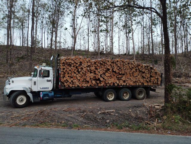 Teak Wood Logs Panama Girth 80cm+ Length 2.35m Log Shape Round And Square Packaging 40DC Containers. Sourcing Registered Plantations - Image 4