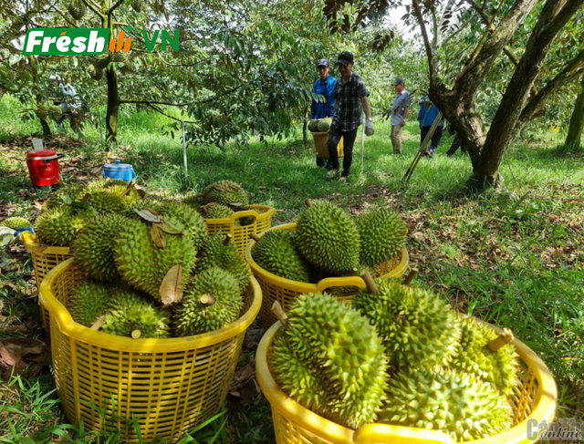 Fresh Durian Origin Viet Nam Features Organic Product Type Tropical fruit - Image 3
