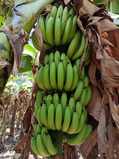 Cavendish Banana - Image 7