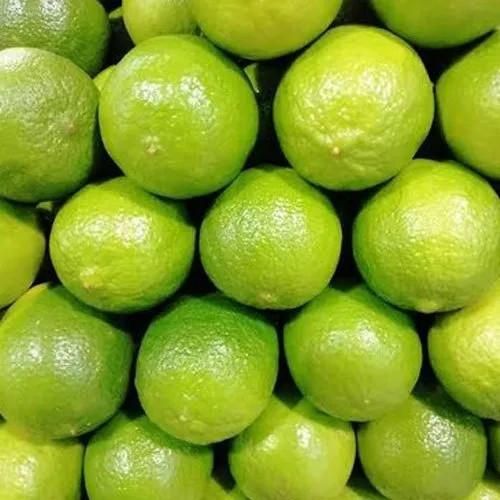 Fresh Lemon Fruits Top Sales Natural Citrus From Vietnam Best quality wholesale Seedless Green Lime Premium Quality - Image 3