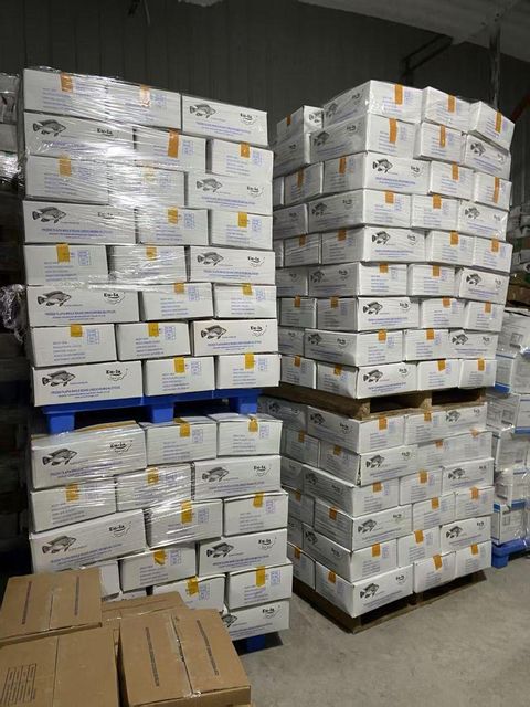 Best Price Frozen Seafood Wholesale frozen tilapia fish - Image 3