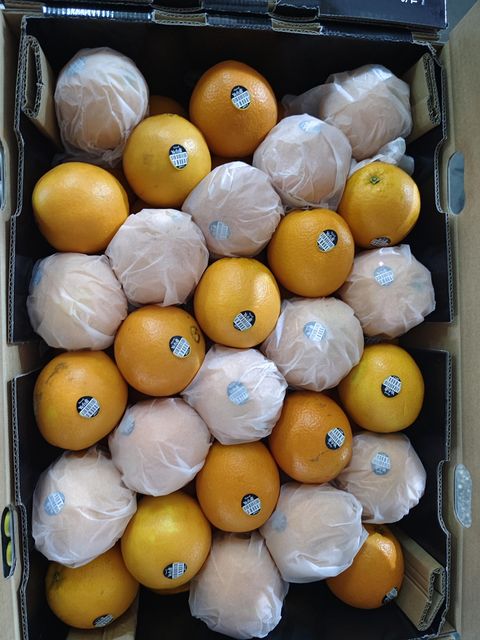 Premium Chinese Fresh Oranges for Export with Superior Sweet Flavor - Image 4