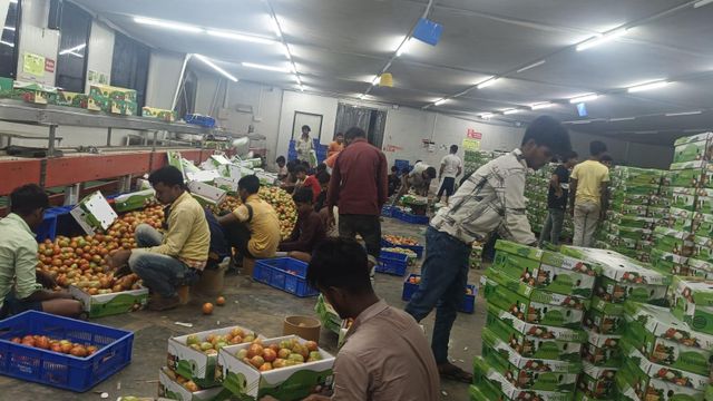 Fresh Tomato Grade A Origin Nashik, India Weight (kg) 5 Kg Net Place of Origin India Color Green (Unripe), Red Texture Firm With Fresh Flesh - Image 4