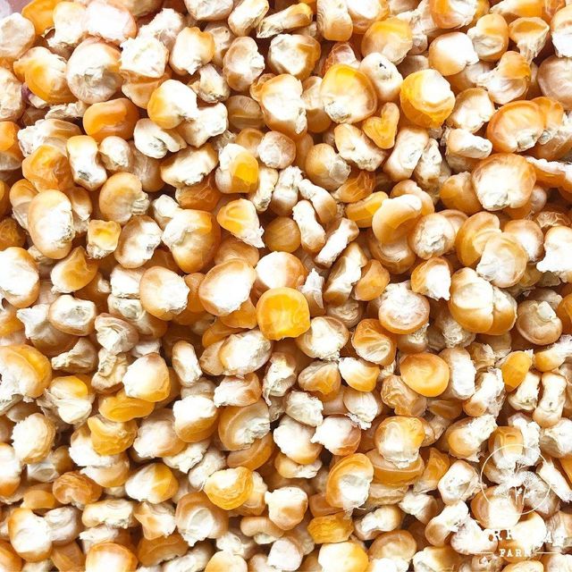 Best Selling High Grade Non-GMO Yellow Maize Corn, White Maize Corn and Organic Dried Maize Corn. Wholesale Pricing.. - Image 3