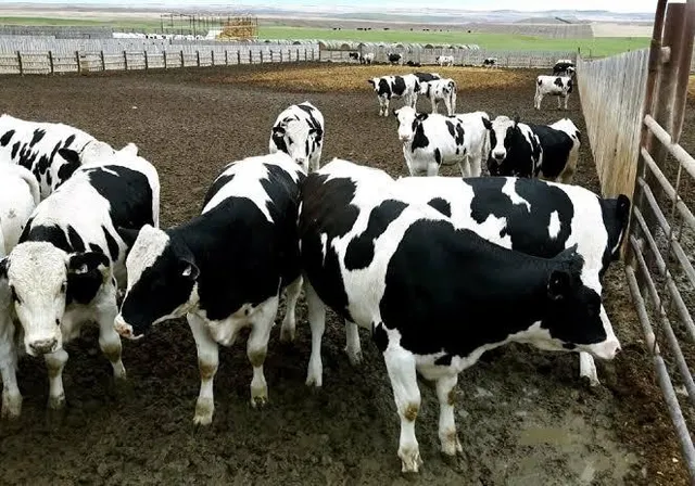Export Quality Live Holstein Cows Healthy Purebred Dairy Cattle High Milk Yield Suitable for Farms and Agriculture - Image 3