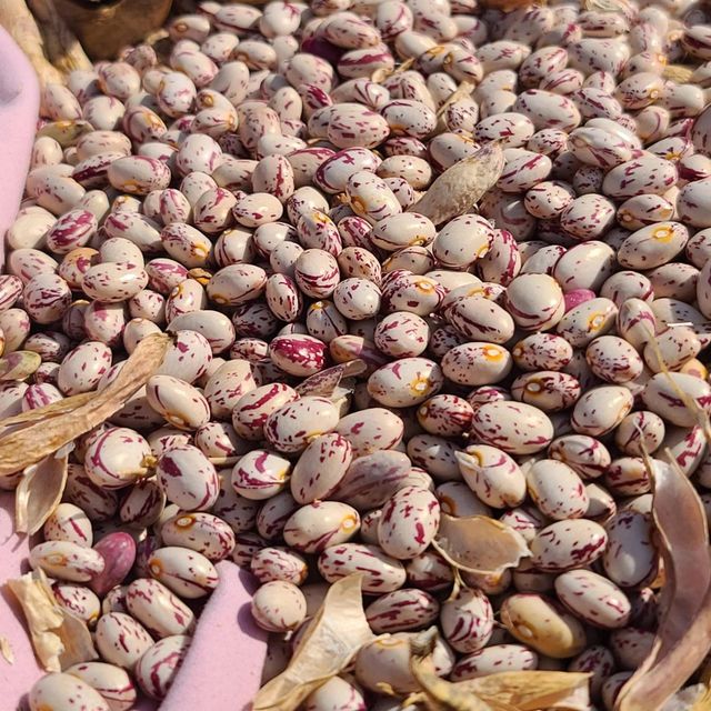 Dried Sugar Beans With Long Shelf Life And High Purity For Export And Wholesale Distribution Markets - Image 4