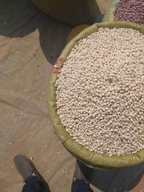 White Beans - Image 1