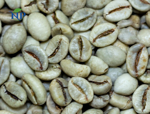 Robusta Coffee scr 18-Wet Polished - Image 4
