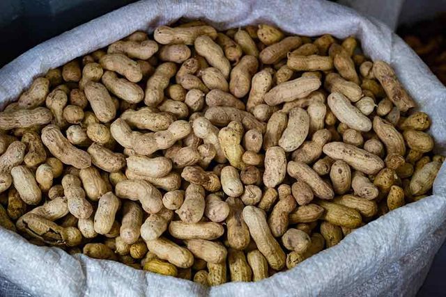 Peanuts /Bold/Java - Image 4