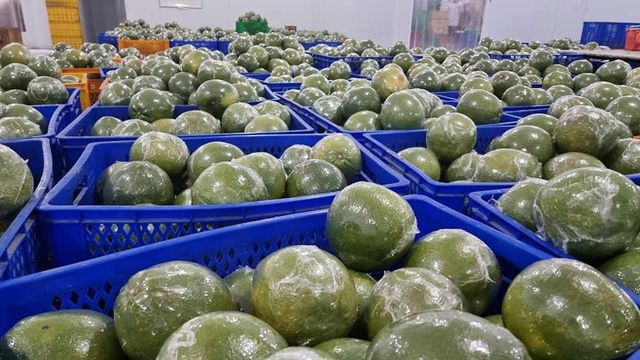 GLOBAL CITRUS SUPPLY: GREEN SKIN PINK FLESH POMELO WHOLESALE SPECIALIST - Image 5