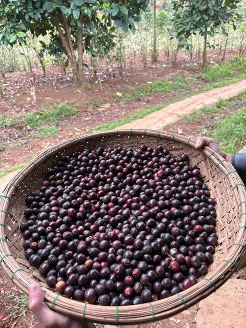 Xơ Đăng Robusta Natural S16 Coffee – product photo 3, product detail gallery
