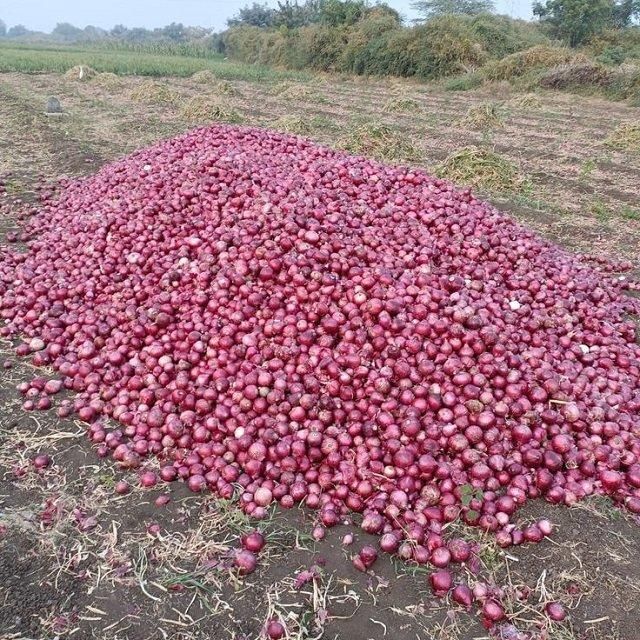 Top Selling -Fresh Onion - Wholesale for Fresh Onion - purple Onion- variety size - competitive price - Image 4