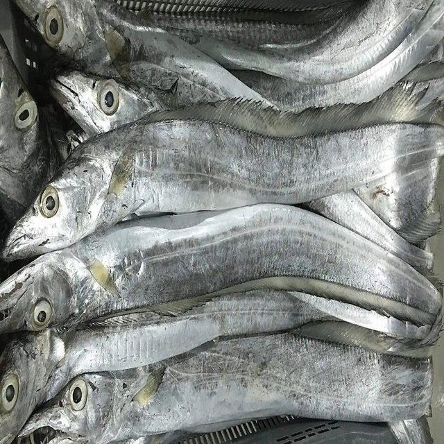 Wholesale Low Price High Quality Whole Dry Frozen Ribbon Fish HACCP & ISO Certified Bulk Pack 10kg - Image 5