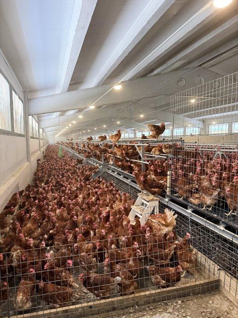 Free range chicken eggs Production Stability Stable Production Logistics Availability Global Distribution - Image 3