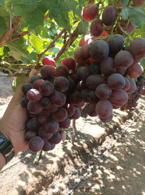 Grapes Grade AA Organic No Origin Peru Size J, L, XL Packaging 8.2 kg Color Green, Red Degree of Processing Cold treatment - Image 4