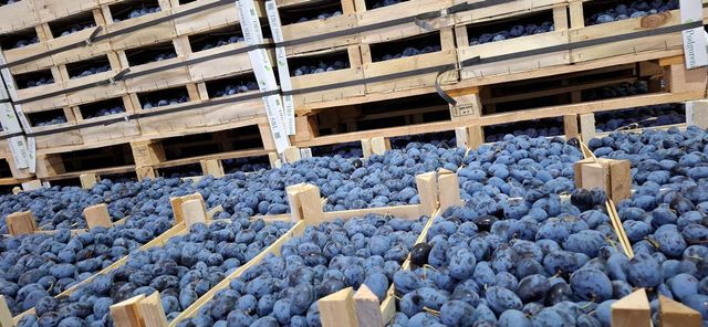 Fresh Stanley Plums Texture Tender Variety Stanley Color Deep Purple Shelf Life Reliable Storage Type Refrigerated Packaging 9 kg wooden boxes - Image 2