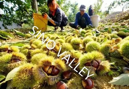 China Fresh Raw water Chestnut kernel Bulk | Premium Mount Tai Chestnut Supplier - Image 5