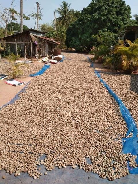 Premium Organic Raw Cashew Kernels – Top Grade, Unprocessed Nut Wholesale Supply  - Image 3