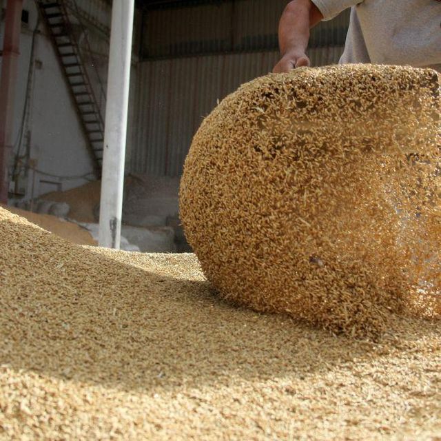 Top Quality Non Gmo Soybean Meal for Animal Feed - Image 4