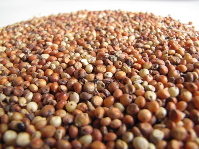 Factory Price Red Sorghum Ready For Wholesale Distribution And Export - Image 4