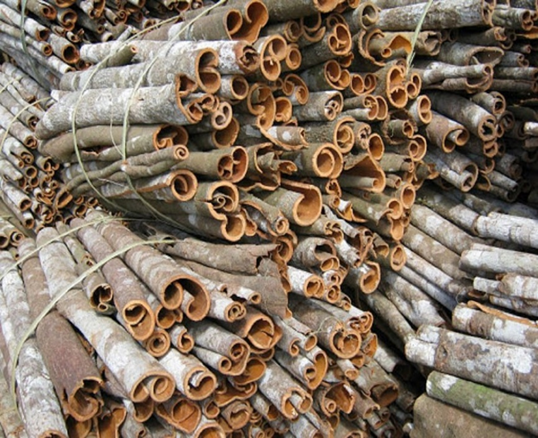Cassia, Cinnamon - Image 2