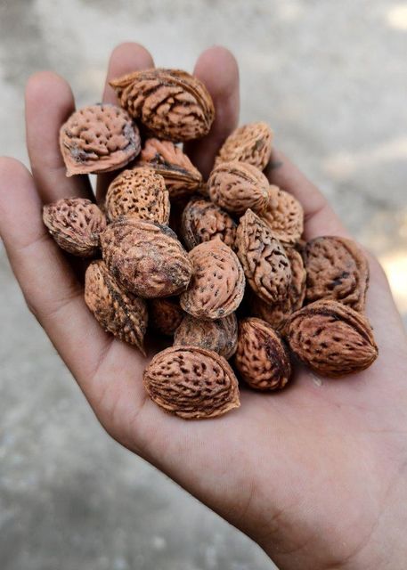 Peach Seeds for Plantation High Germination Rate Pakistan Supplier - Image 4