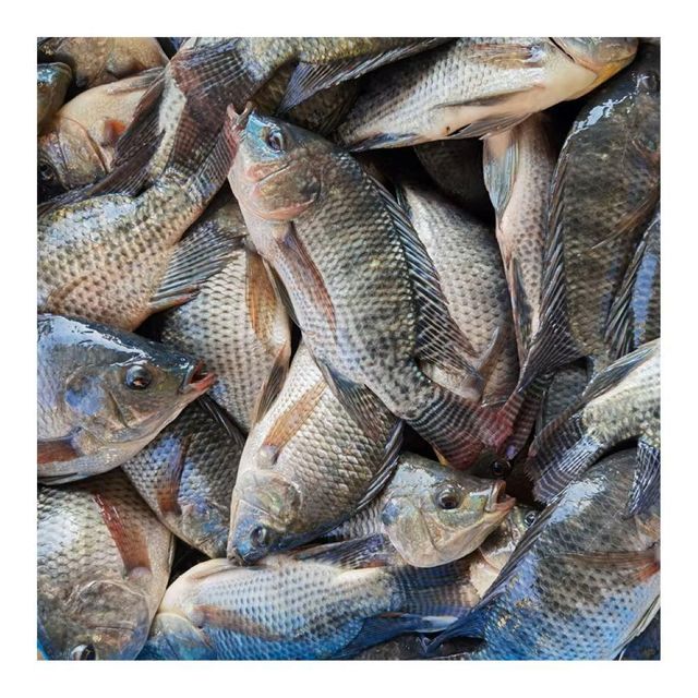 Best Quality Frozen Farm Raised Tilapia Fresh Water Fish Exporters Wholesale Price - Image 5
