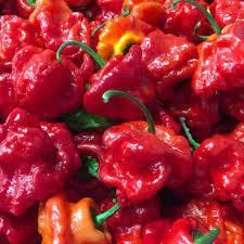 Fresh pepper Grade Top Grade Packaging As per buyer - Image 1