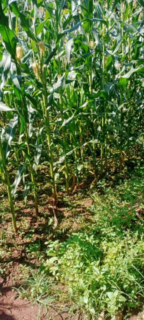Sweet corn - Image 2