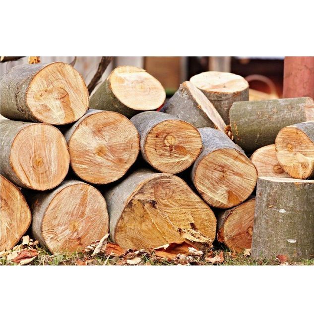 Factory Direct Ash Saw Logs – Large Diameter Custom Length Transport Destination Worldwide - Image 4