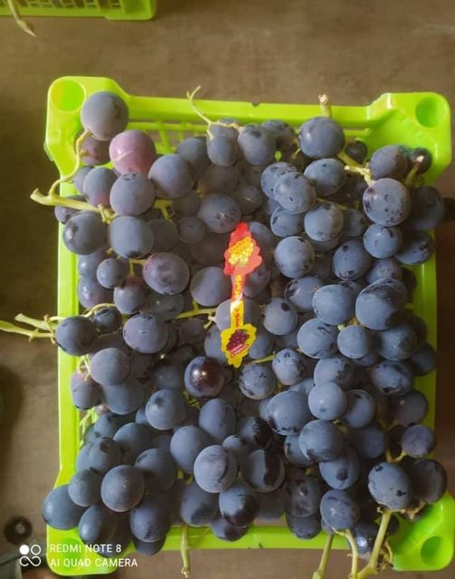 Grapes - Image 1