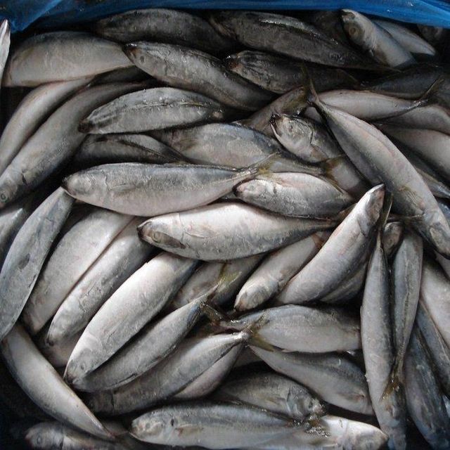 Wholesale Frozen Horse Mackerel Fish Bulk Supply Low Price Fresh Quality Top Grade Trans-Fat Free Low-Sugar - Image 4