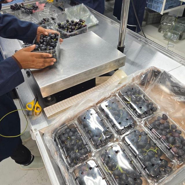 Early Sweet Grapes from Nine Fruits Exports for supply Export  to wholesale and  distributors - Image 3