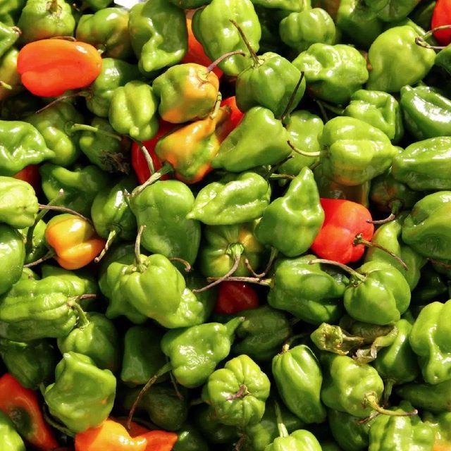 Fresh Green Habanero & Bell Peppers-Wholesale Organic Sweet Capsicum 20cm 10kg - Image 4
